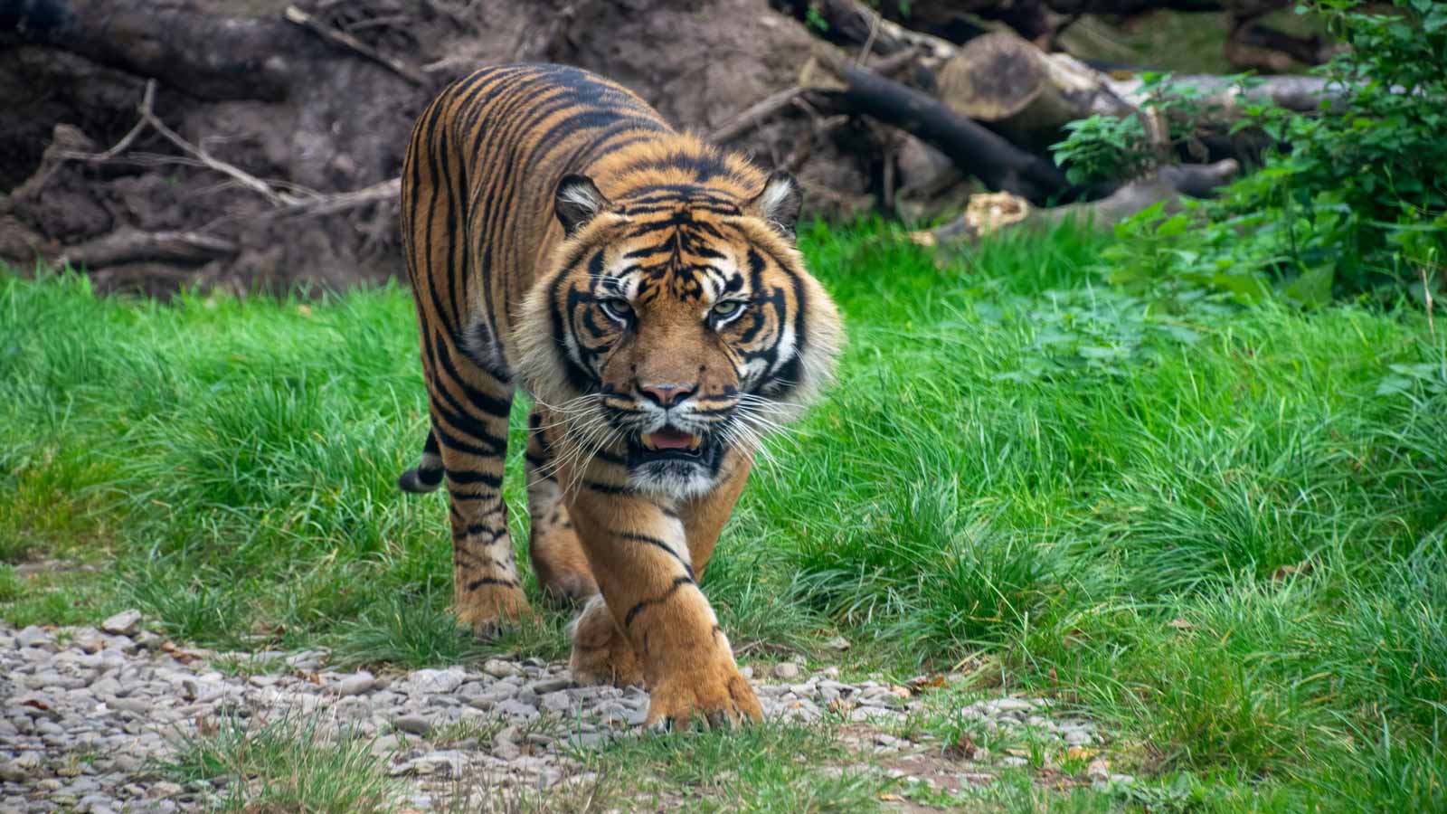 sunda tiger