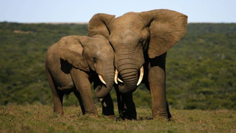two elephants