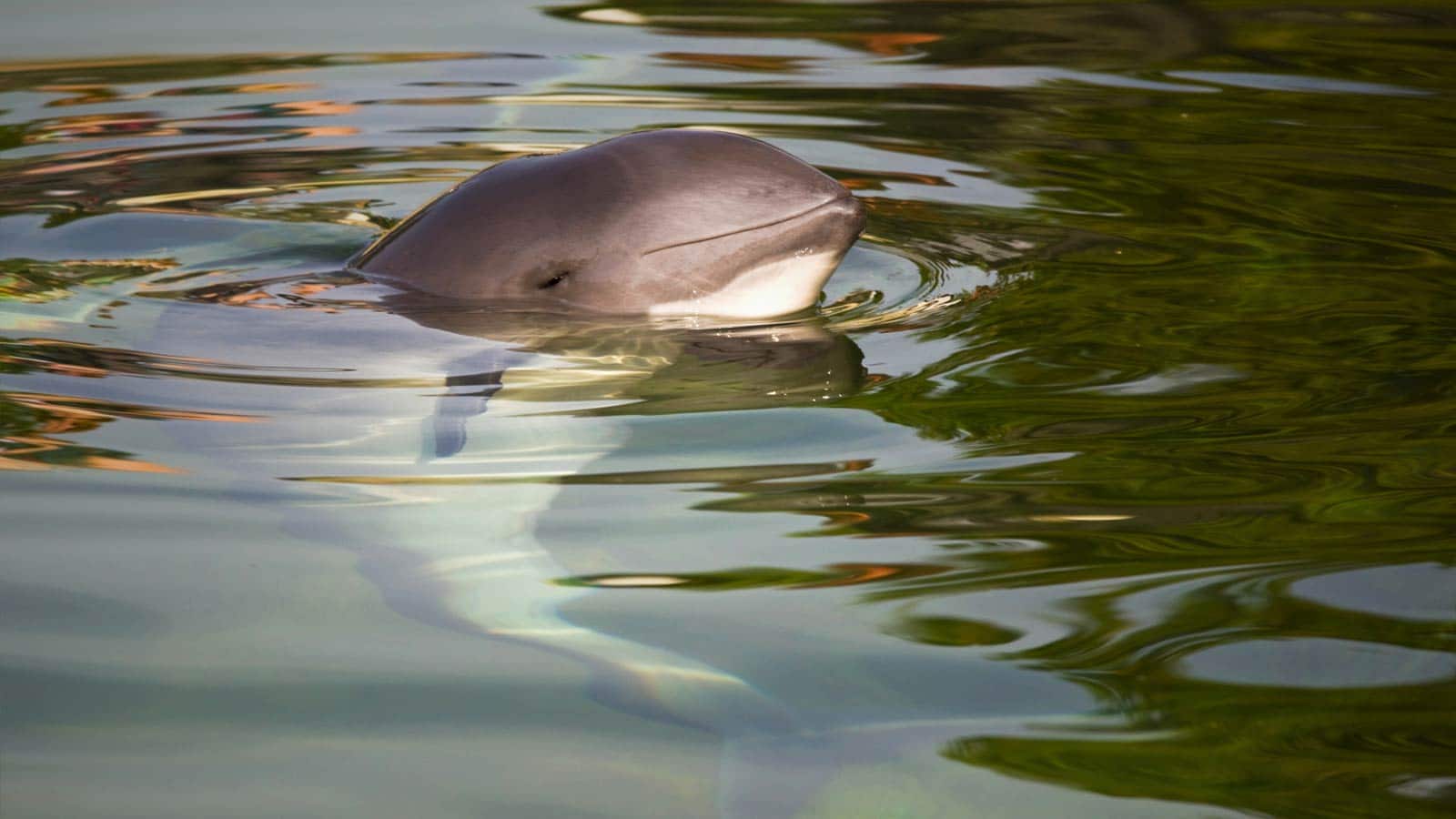 vaquita