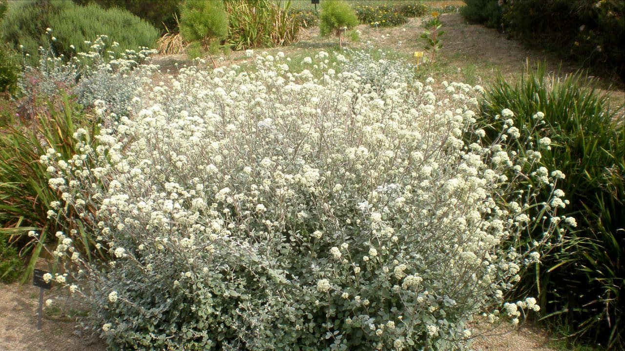 Licorice plant in Jardín Botánico de Barcelona.