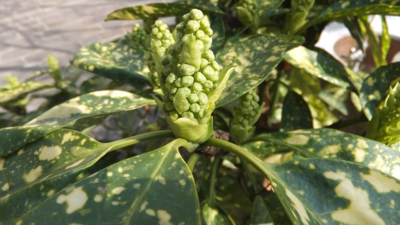 Spotted laurel aka Aucuba japonica photographed in a garden of Monza (Lombardy, Italy)