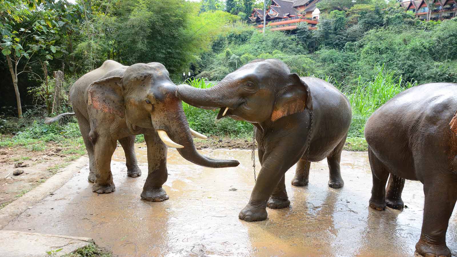 Anantara Golden Triangle Thailand