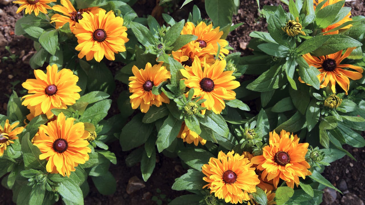 Black-eyed Susan Rudbeckia hirta flower