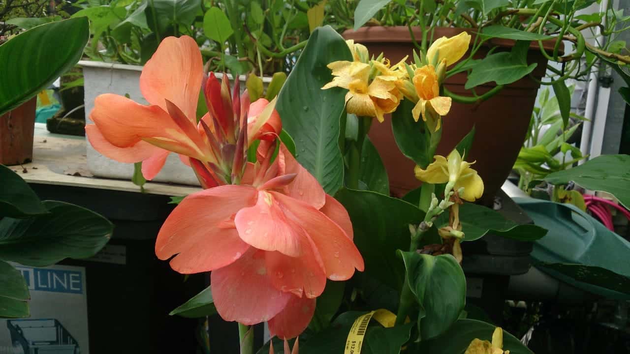 Canna Lily in a garden center greenhouse