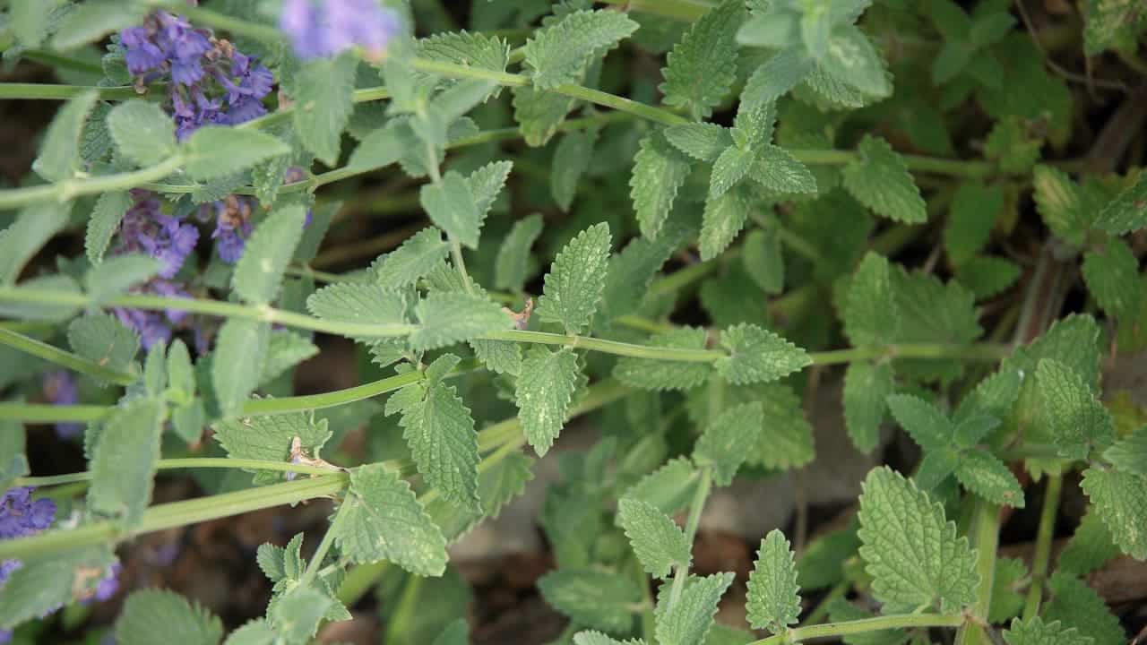 Nepeta x faassenii 'Six Hills Giant'
