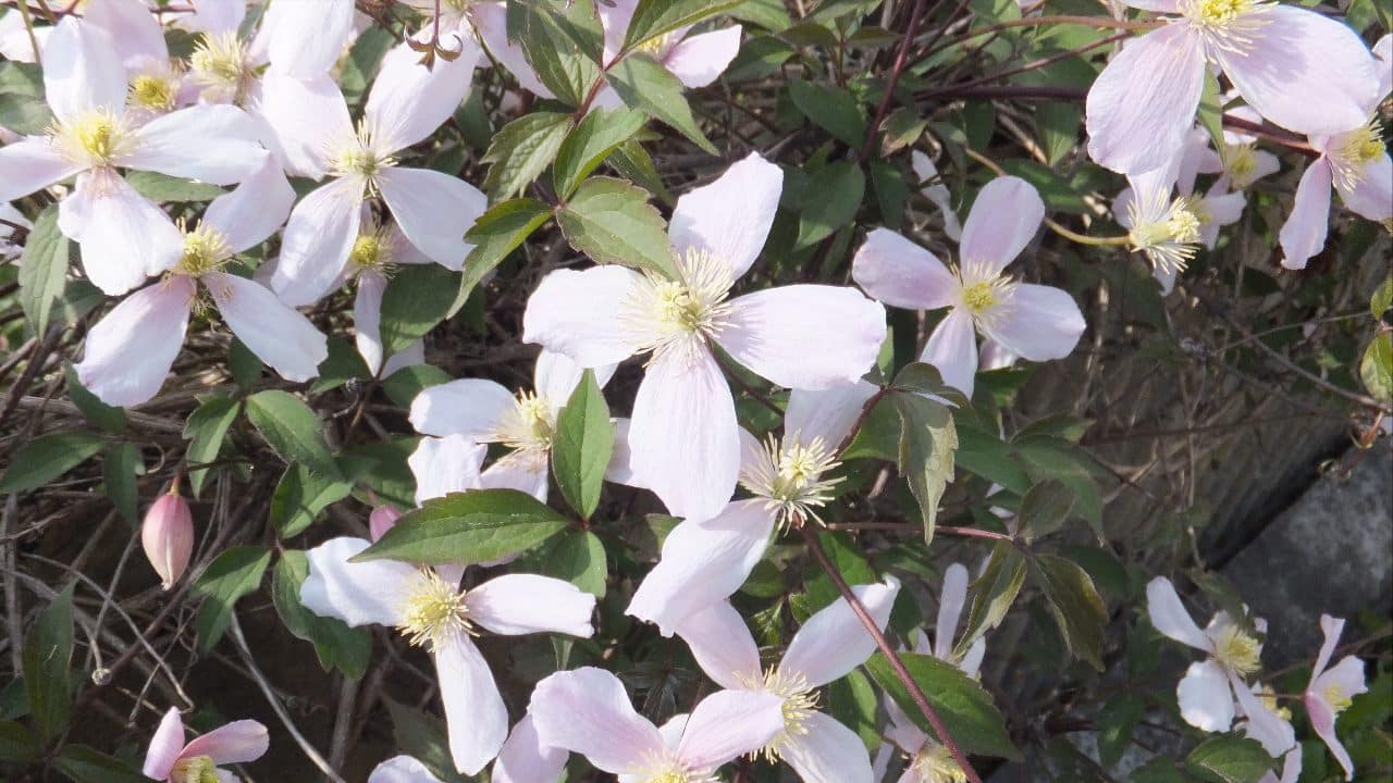 Flower of the Clematis species photographed in Lona (Trentino-South Tyrol, Italy)