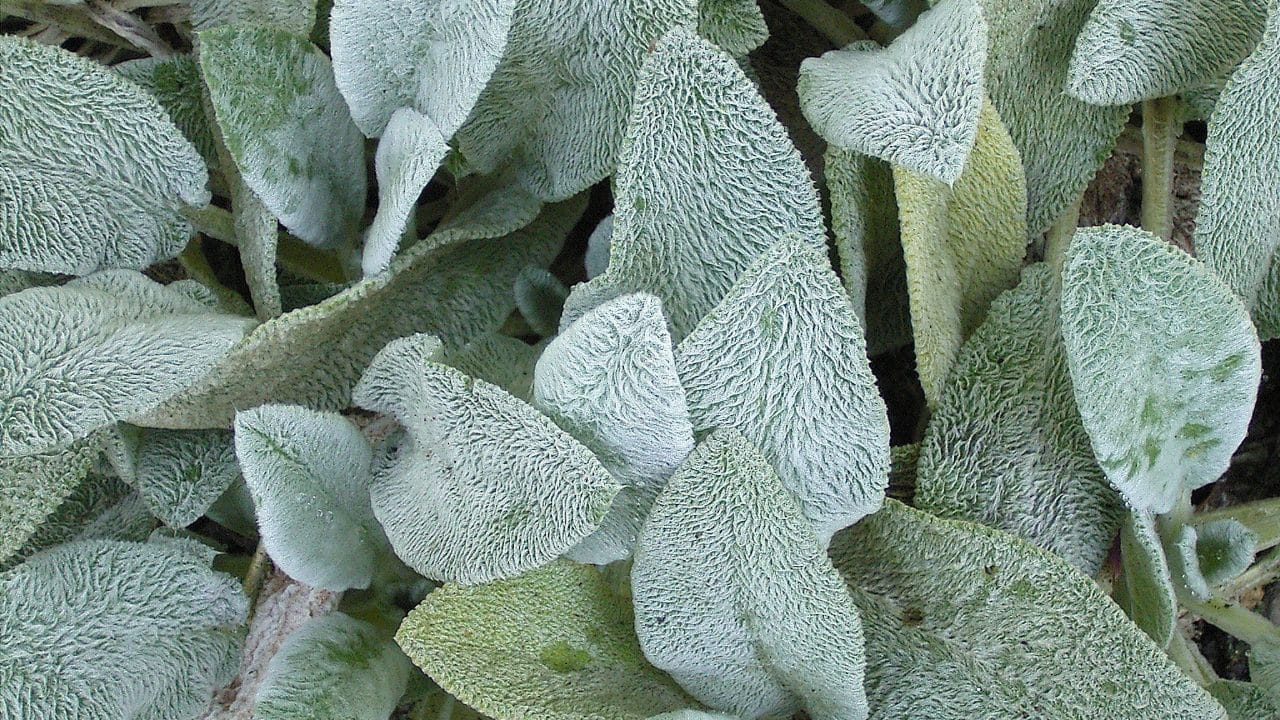 Stachys byzantina, commonly known as Lambs Ear