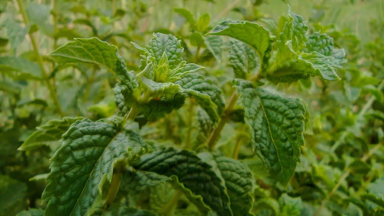 Mint plant