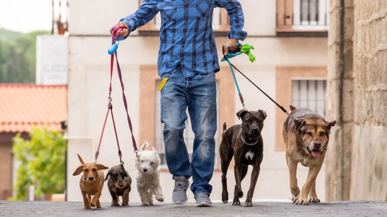 Professional dog walker, man walking dogs on leash, second income, second job, part time job, extra money, side hustle