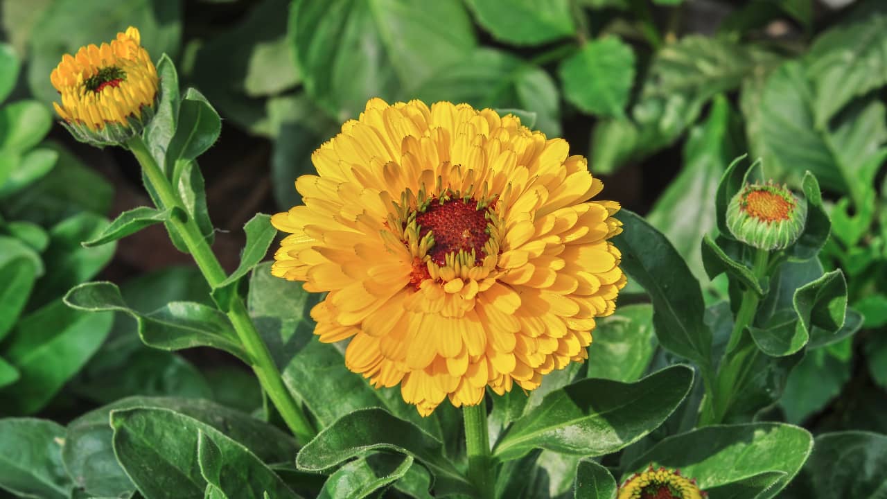 Yellow marigold/Yellow Calendula officinalis flower