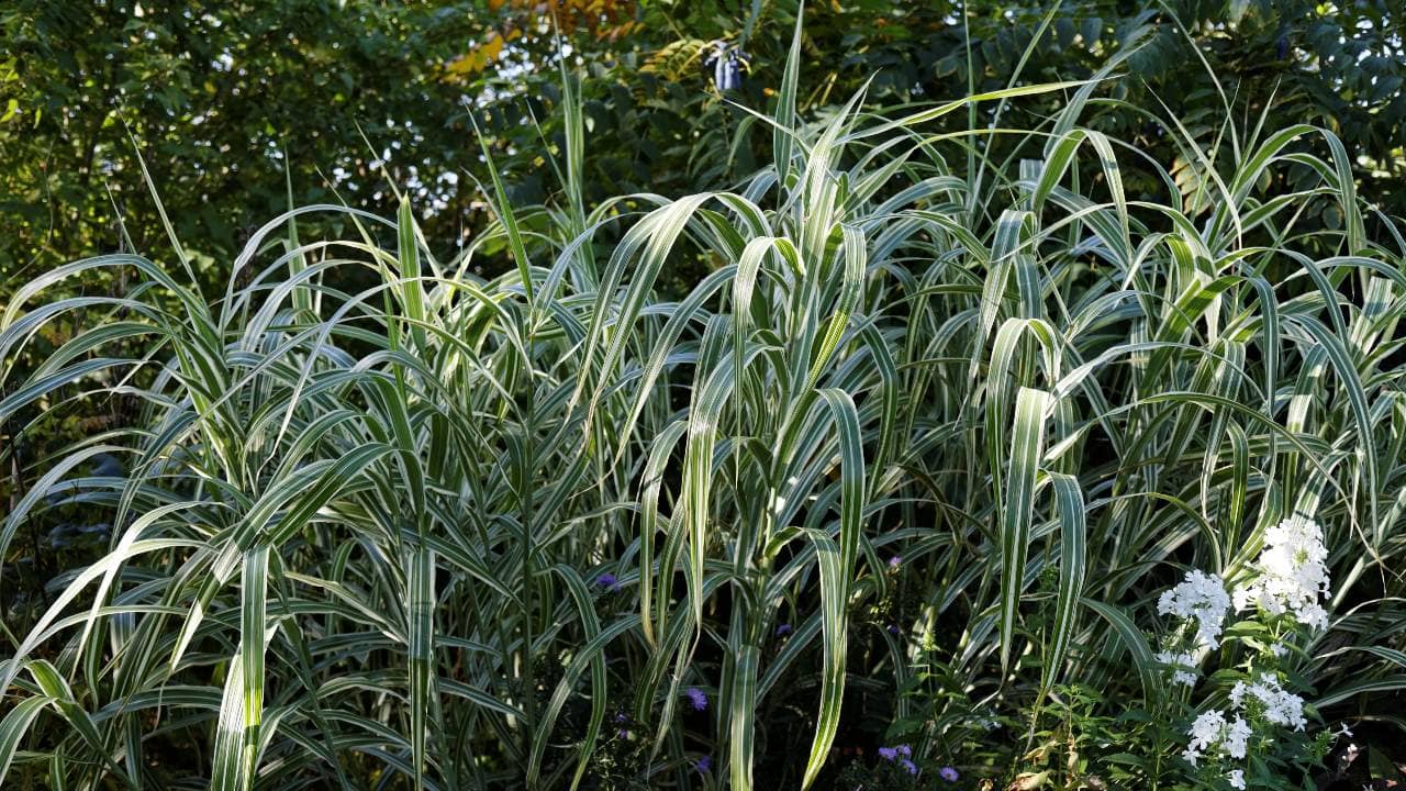 More details Ornamental grass, Miscanthus sinensis, commonly known as zebra grass or other names