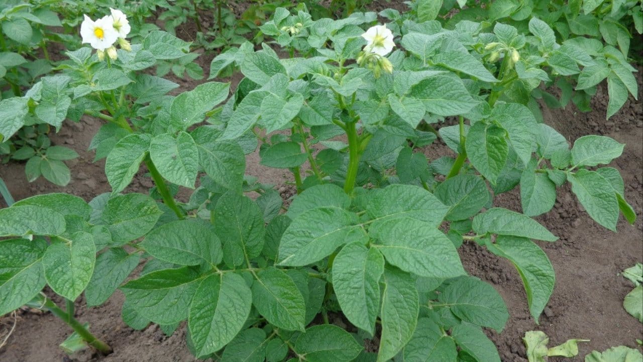 Potato plants: Solanum tuberosum. Found in Bauska city, Latvia