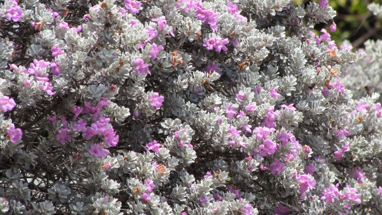 Leucophyllum frutescens (Texas ranger) or wild lilac flowers in Wailuku, Maui, Hawaii