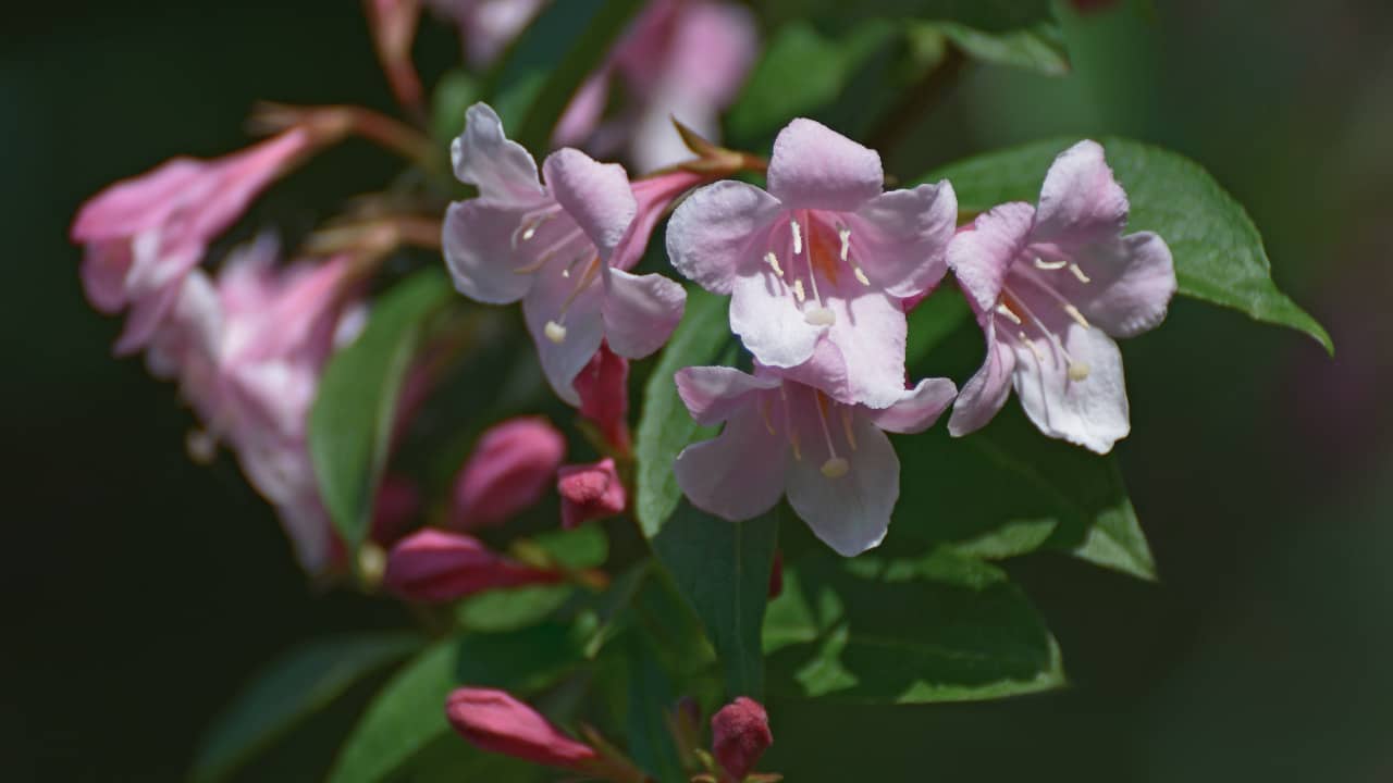 Weigela (Weigela hortensis) in flower