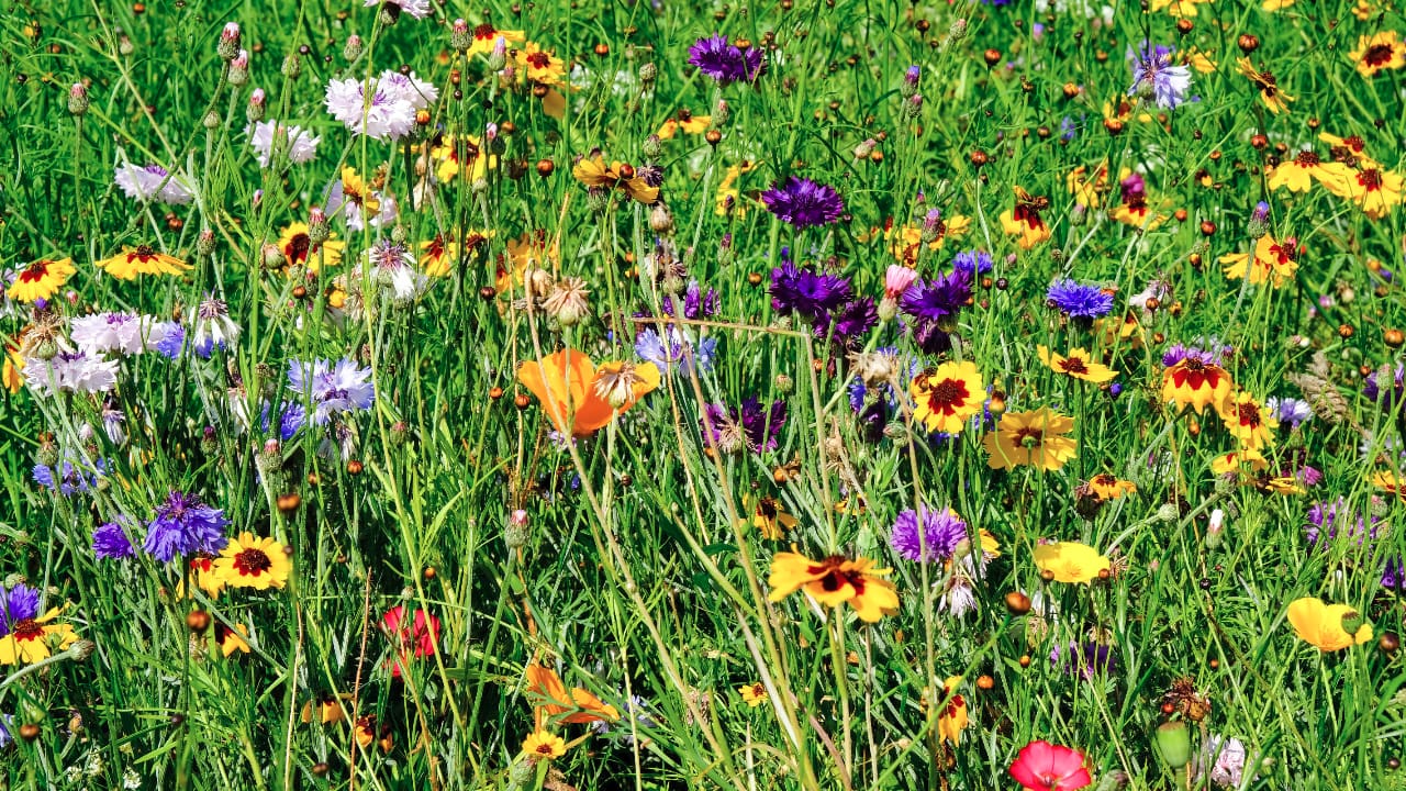 Wildflowers in Eaton Hall Gardens