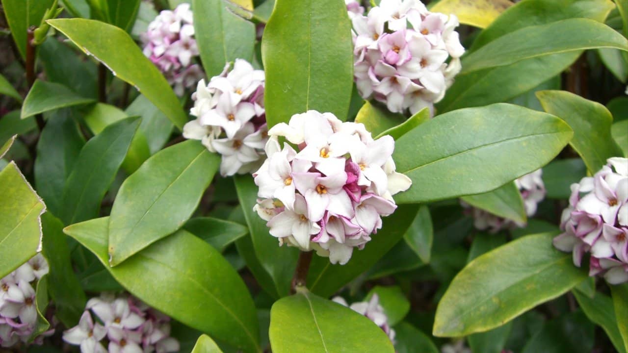 Daphne odora aka Winter Daphne flowers in Hyogo, Japan