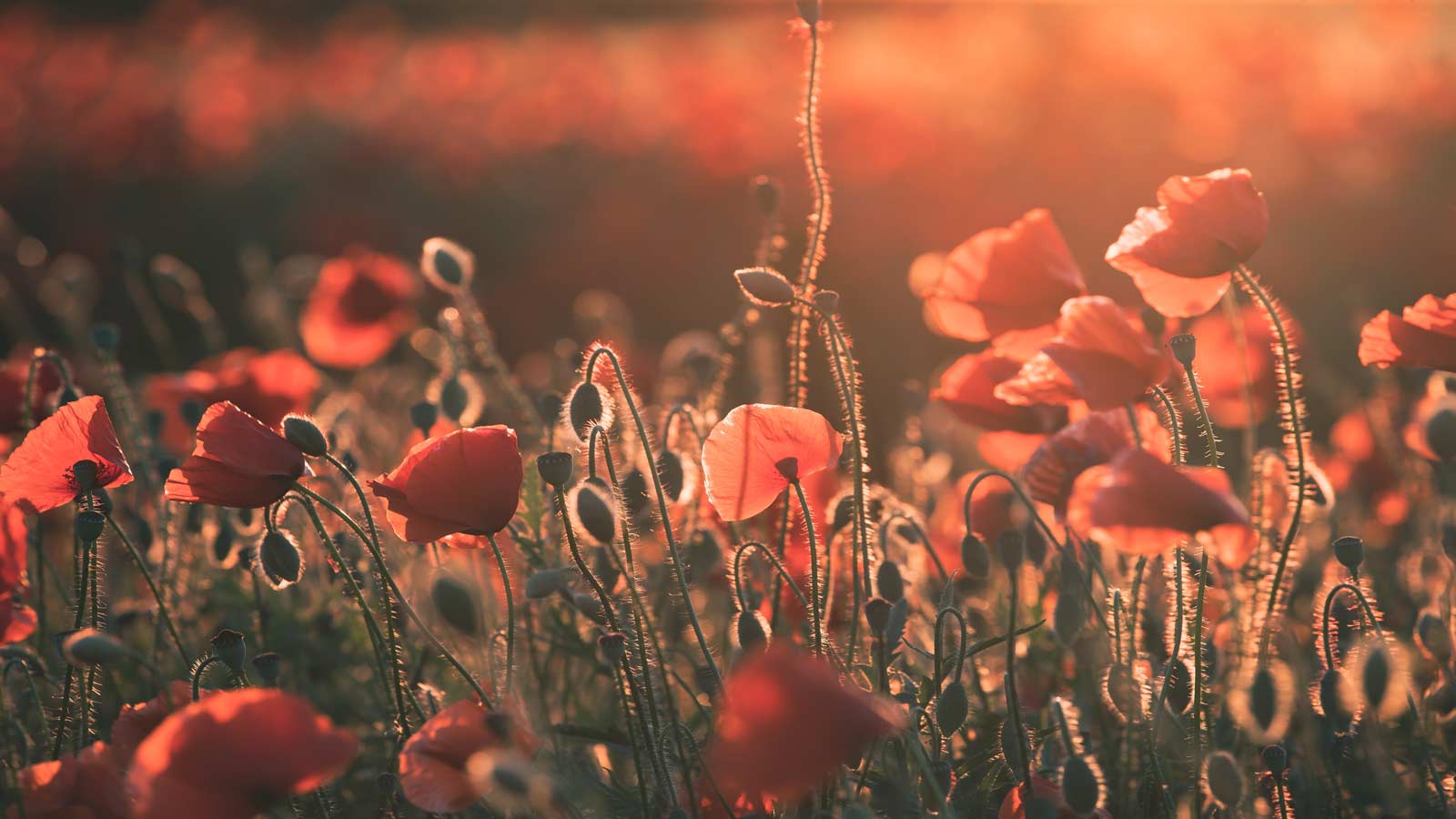 field poppies