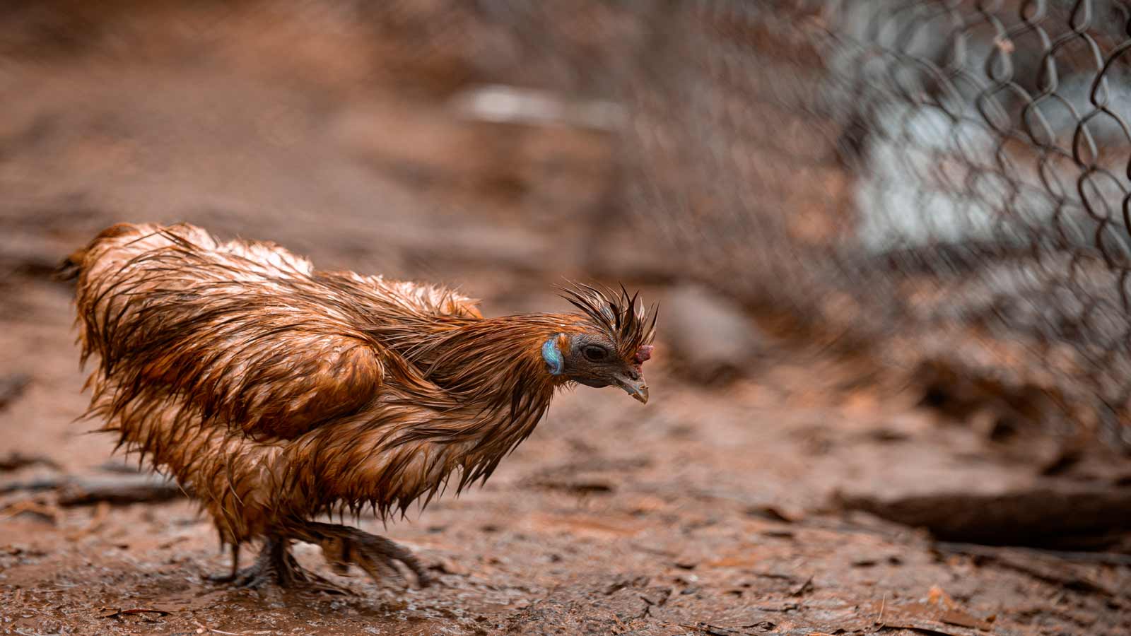 wet chicken
