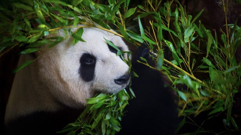 giant panda