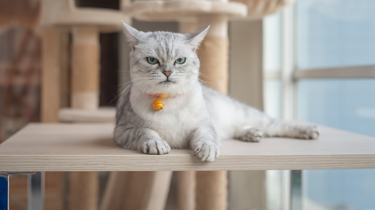Angry Grey and white cat lying on wooden table