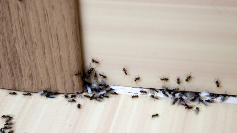 Ants coming into a building under a door
