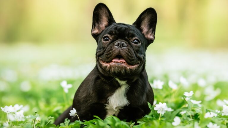 French Bulldog sitting in field of flowers, dog, canine, pet, fur baby