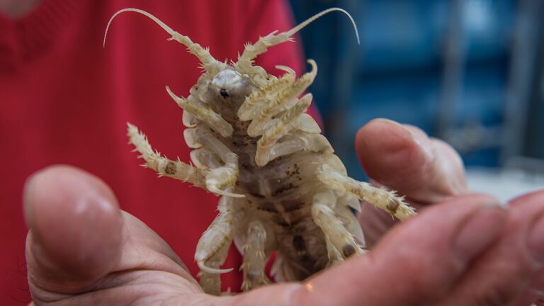 A person holding a Giant Isopod