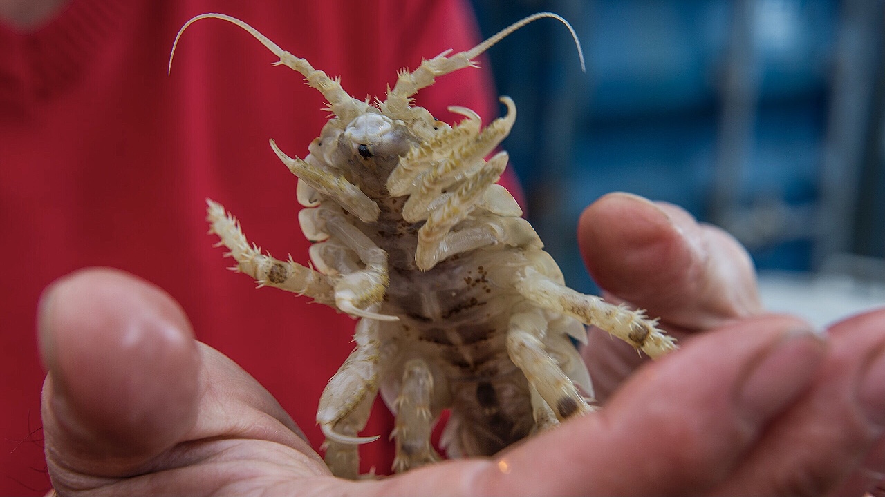 A person holding a Giant Isopod
