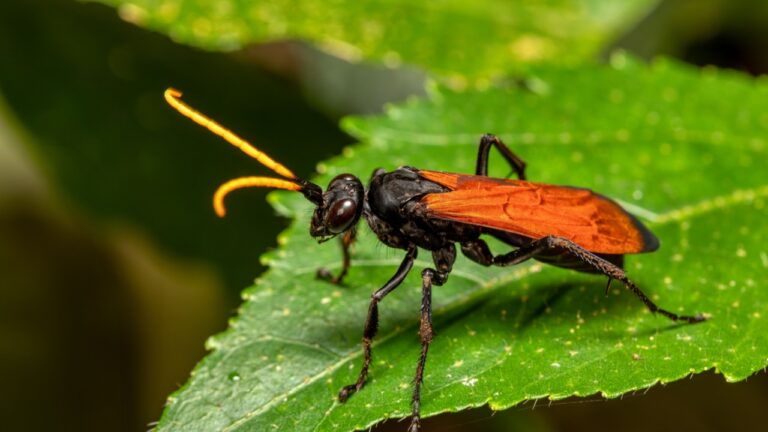 wasp