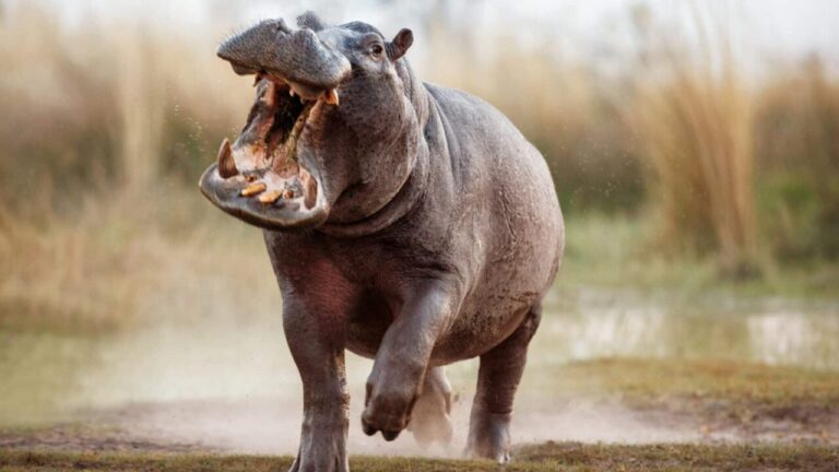 Aggressive hippo male attacking the car. Huge hippo male intimidating the opponent. Wild animal in the nature habitat. African wildlife. This is Africa. Hippopotamus amphibius.