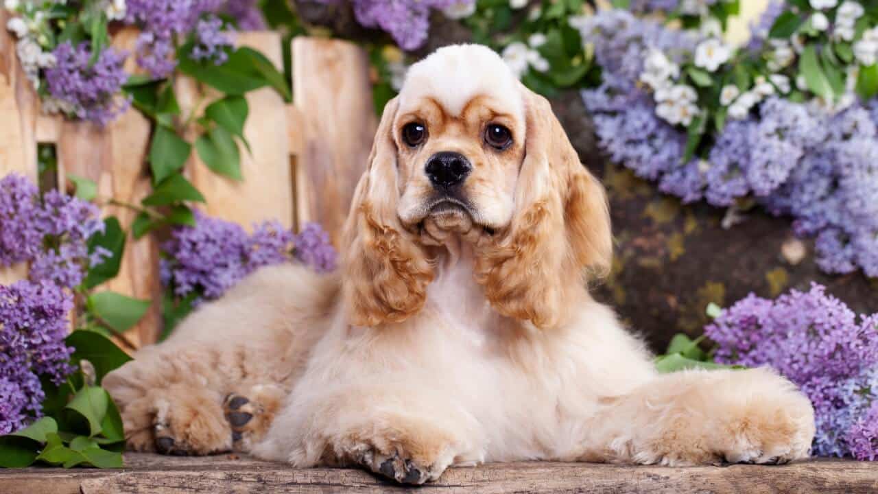 American Cocker Spaniel Dog