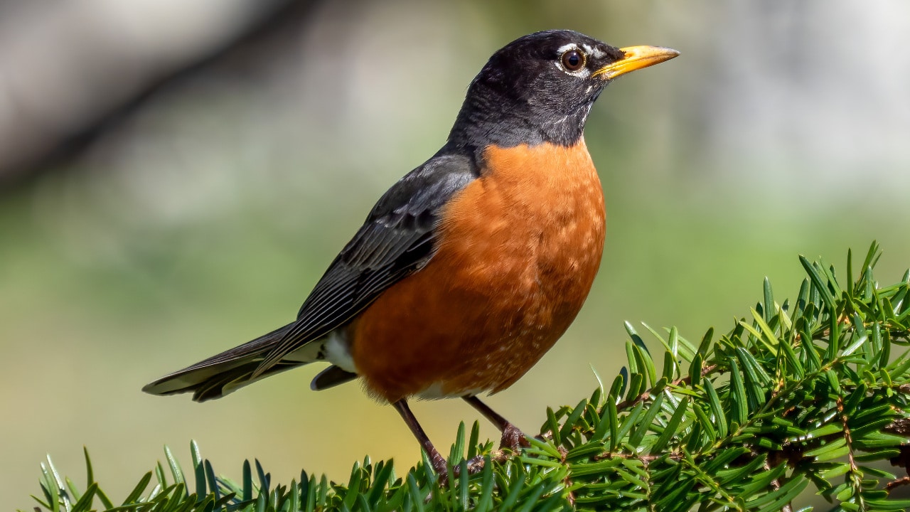 American robin in Green-Wood Cemetery, Brooklyn, NY