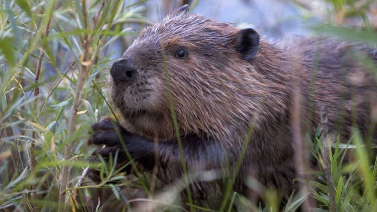 North American Beaver at Carburn Park in Calgary, Alberta
