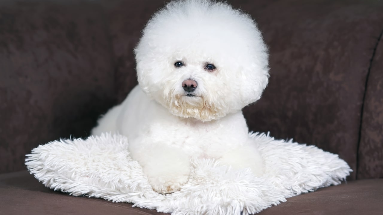 Bichon Frisé Frise dog