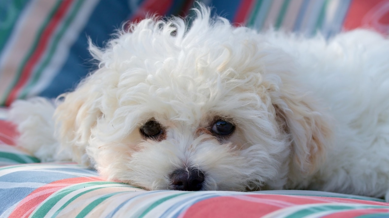 Bolognese Dog