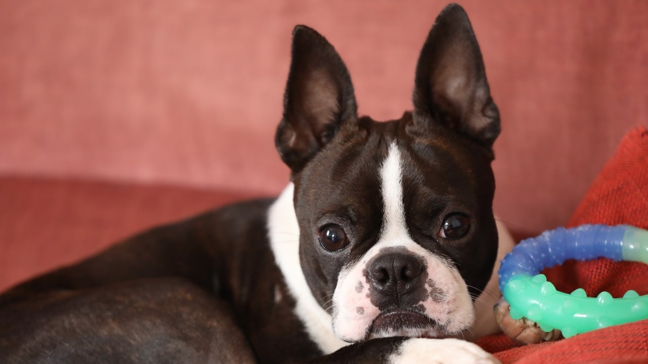 Boston Terrier dog