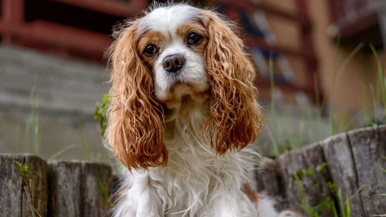 Cavalier King Charles Spaniel dog 