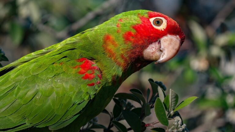 Cherry Headed Conure Parrot