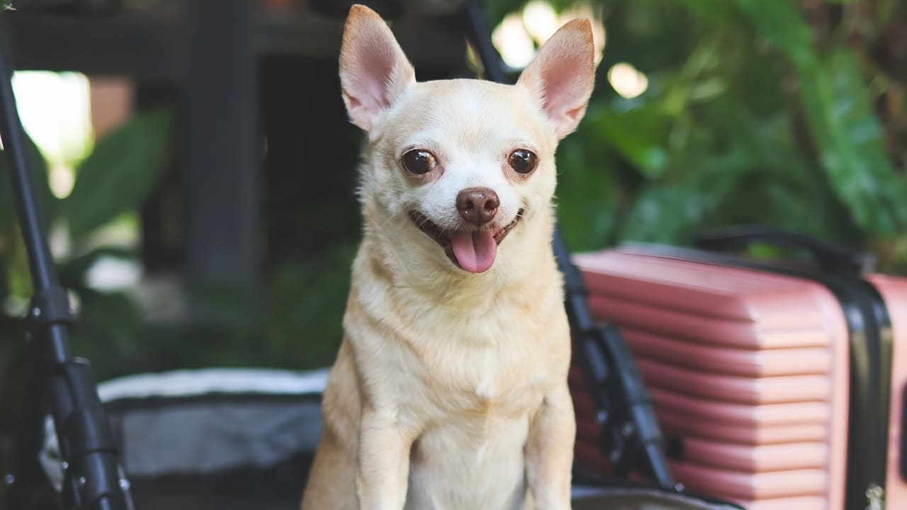 Chihuahua dog