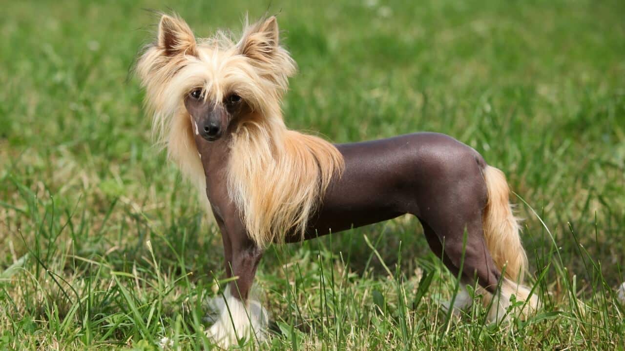 Chinese Crested small breed dog