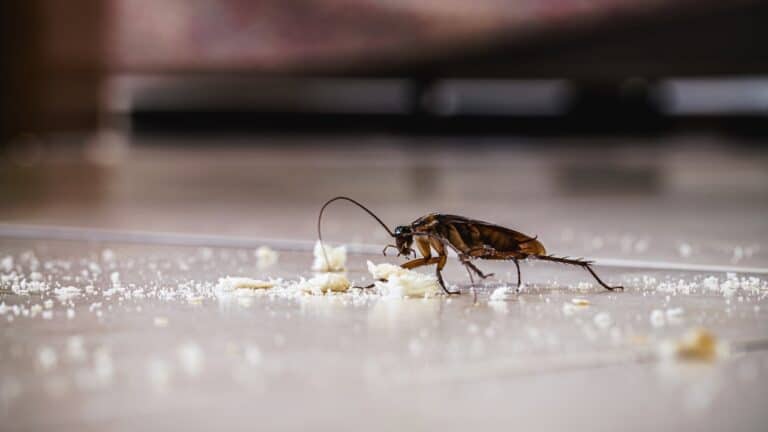 A cockroach inspecting crumbs on the floor of a residential home.