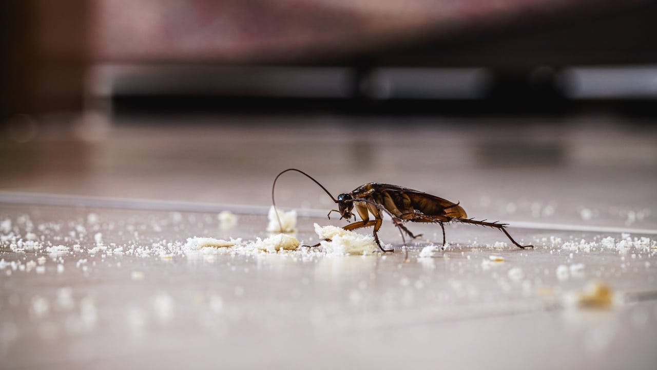 A cockroach inspecting crumbs on the floor of a residential home.