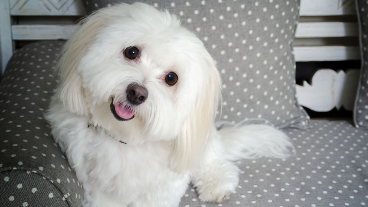 Coton de Tulear dog