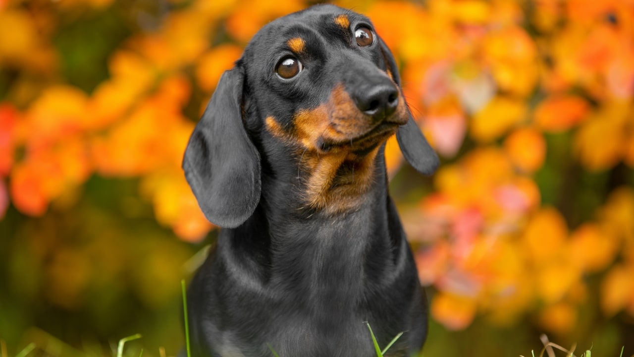 Black Dachshund Dog