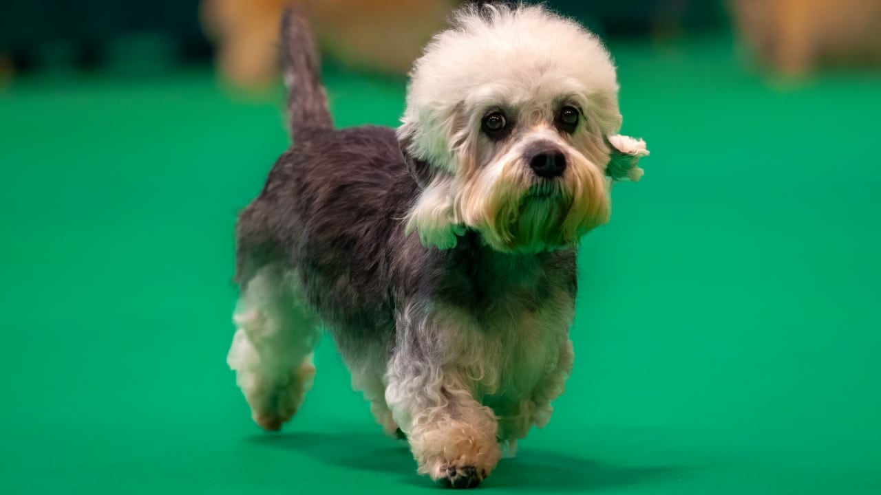 Dandie Dinmont Terrier dog
