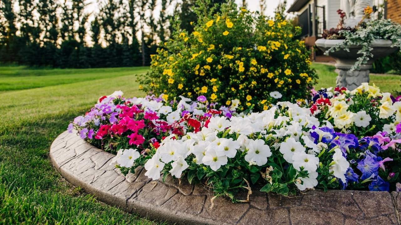 Featured image 7/23/24. Stock Photo ID: 1474113965. A home, house curb appeal, flower beds, garden blooming in the Spring and Summer, seller properties and renovations, gardening, home and garden, foundation plants, plants that increase curb appeal and buyer interest.