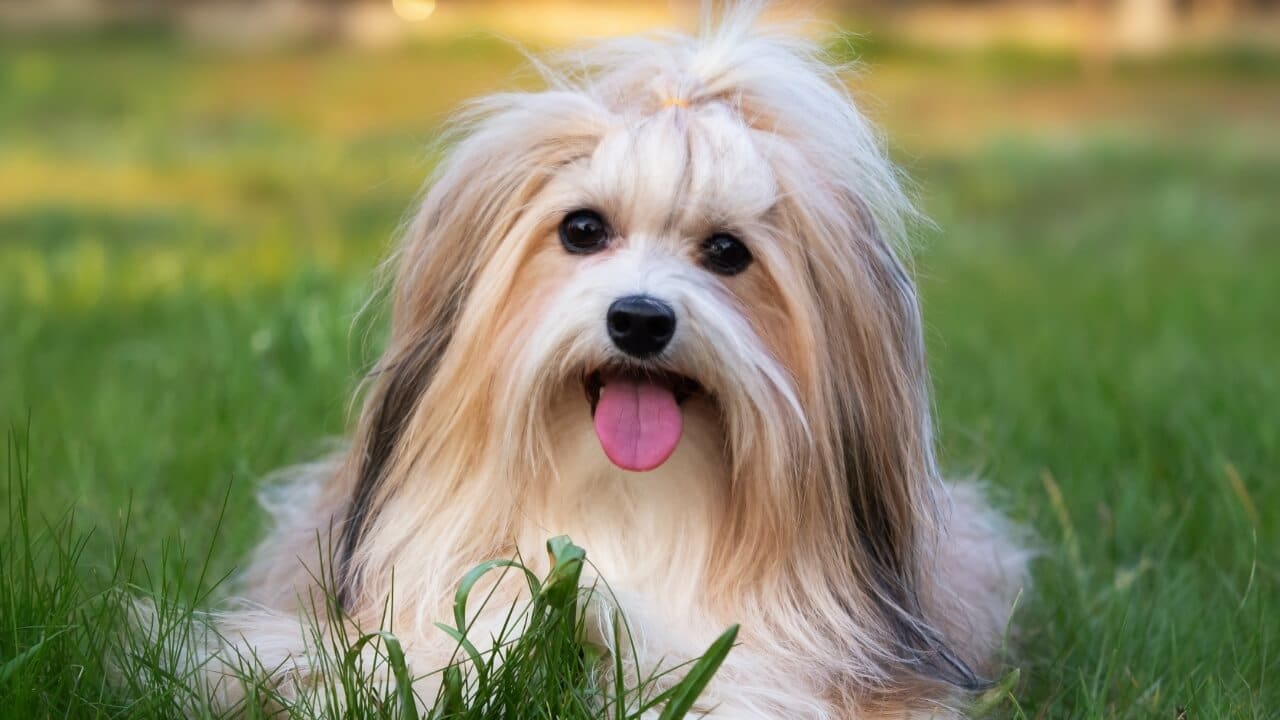 Havanese Dog