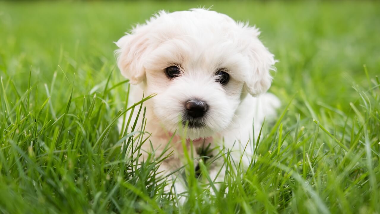 Maltese Dog