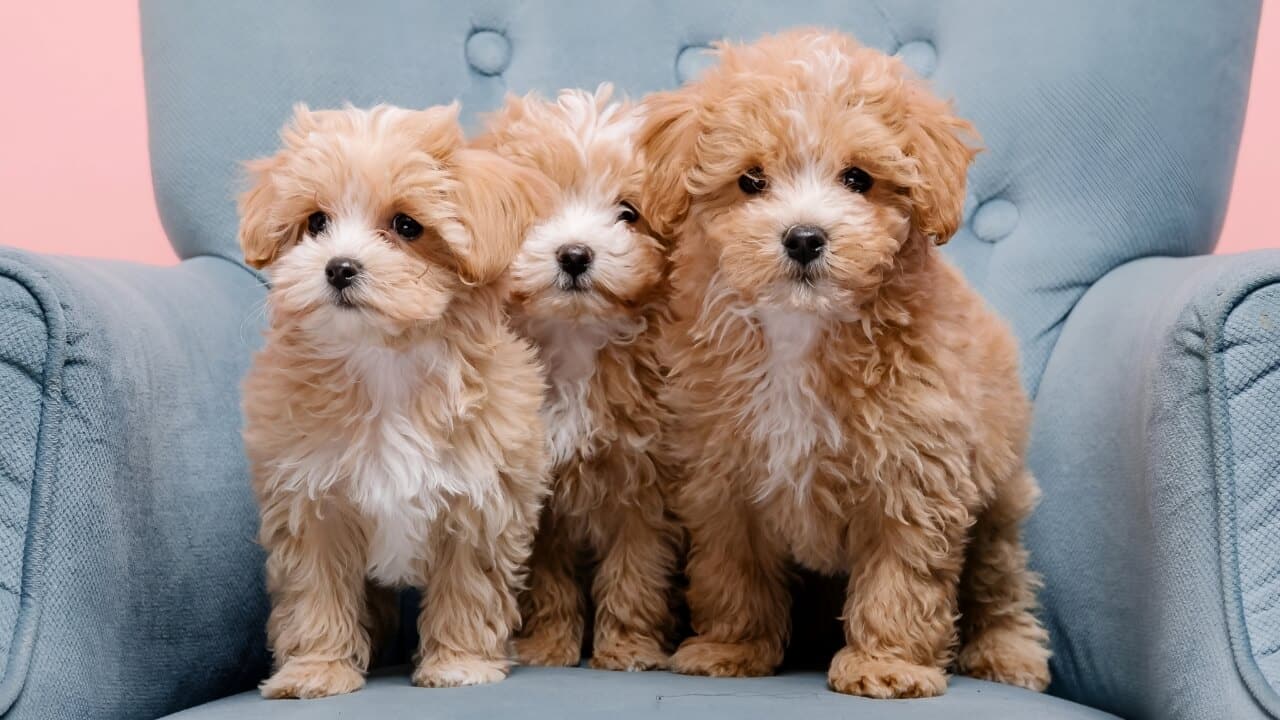 Maltipoo small breed dog, Maltese and Poodle mix