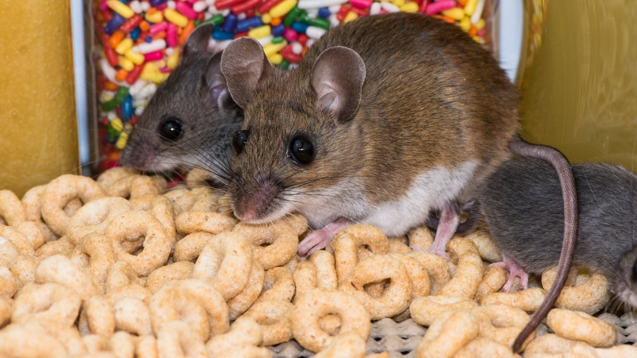 2 mice in a residential home pantry, picking at cereal.